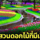 สวนดอกไม้เคอเคนฮอฟ Keukenhof สวนดอกไม้แห่งยุโรป ดินแดนทิวลิป เนเธอร์แลนด์ ภาพพื้นหลัง