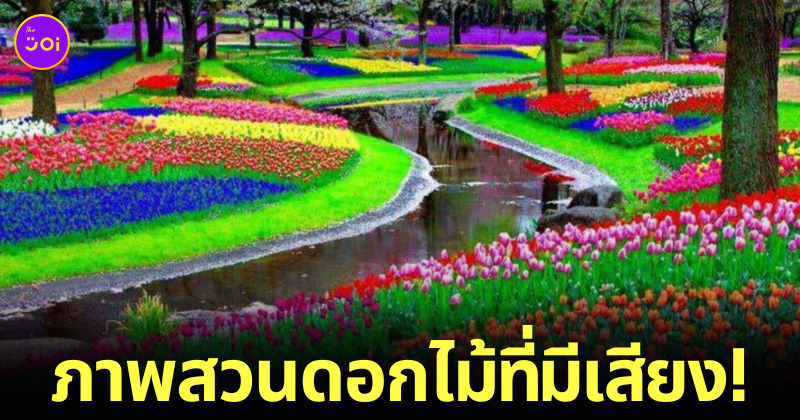 สวนดอกไม้เคอเคนฮอฟ Keukenhof สวนดอกไม้แห่งยุโรป ดินแดนทิวลิป เนเธอร์แลนด์ ภาพพื้นหลัง