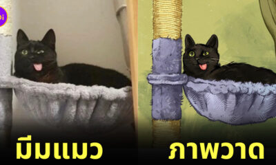 ภาพวาดมีมแมว catwheezie
