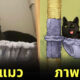 ภาพวาดมีมแมว catwheezie
