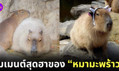 คาปิบารา Capybara หมามะพร้าว กะปิปลาร้า