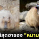คาปิบารา Capybara หมามะพร้าว กะปิปลาร้า