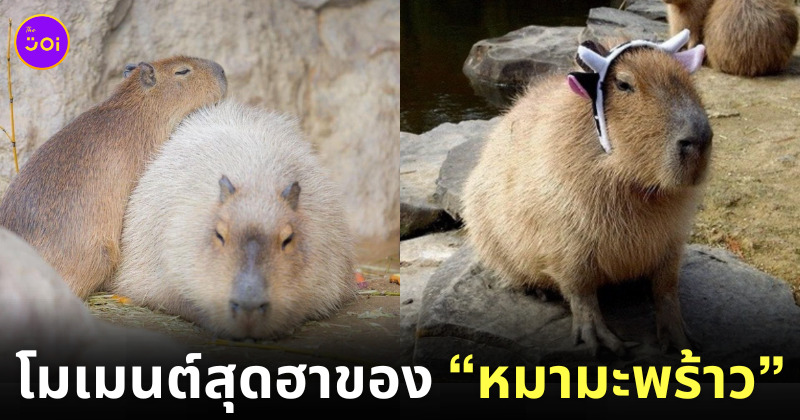 คาปิบารา Capybara หมามะพร้าว กะปิปลาร้า