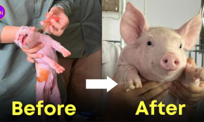 หมู ฉีดยา ตัวแม่ Y2K มหาวิทยาลัยกาฬสินธุ์