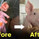 หมู ฉีดยา ตัวแม่ Y2K มหาวิทยาลัยกาฬสินธุ์