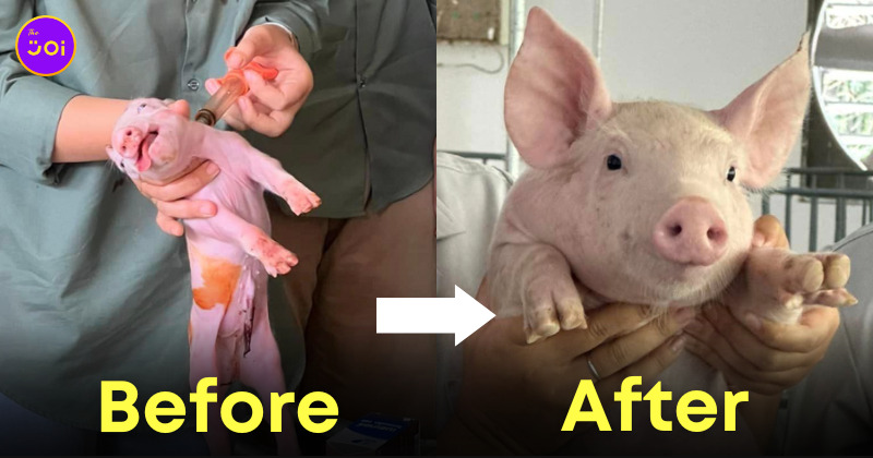 หมู ฉีดยา ตัวแม่ Y2K มหาวิทยาลัยกาฬสินธุ์