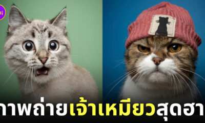 ภาพถ่าย Portrait แมวเหมียวสุดฮา Nils Jacobi