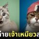 ภาพถ่าย Portrait แมวเหมียวสุดฮา Nils Jacobi