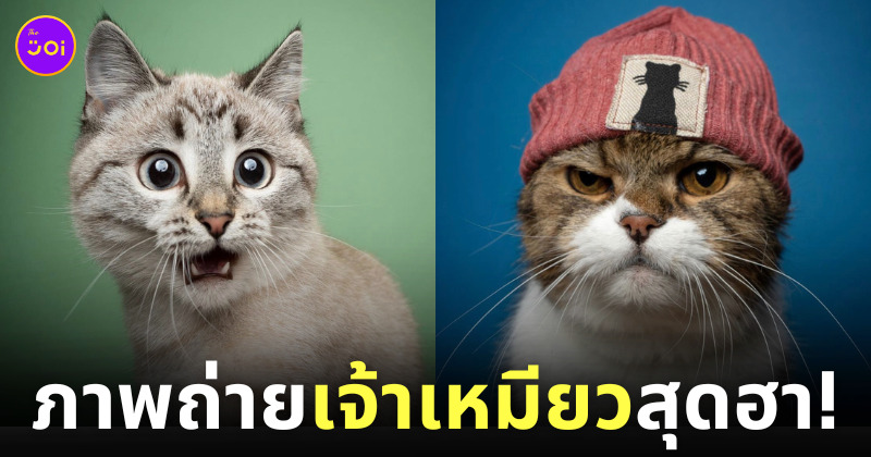 ภาพถ่าย Portrait แมวเหมียวสุดฮา Nils Jacobi