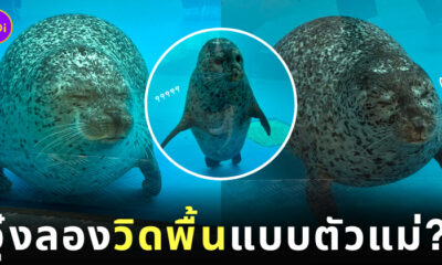 แมวน้ำ ญี่ปุ่น วิดพื้น