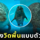 แมวน้ำ ญี่ปุ่น วิดพื้น