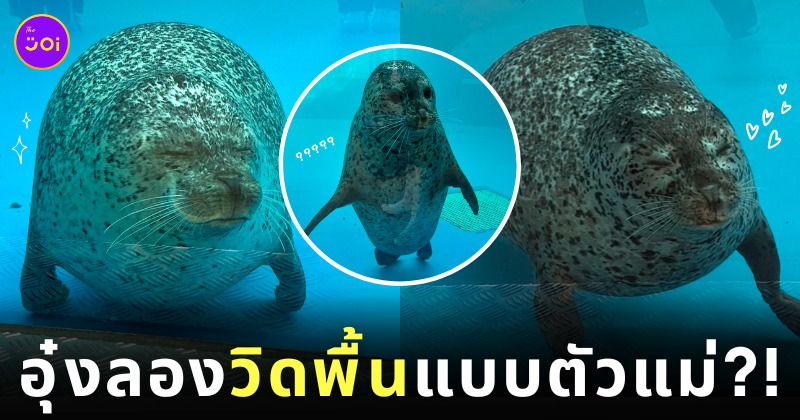 แมวน้ำ ญี่ปุ่น วิดพื้น
