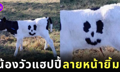 น้องวัวแฮปปี้ วัวลายหน้ายิ้ม