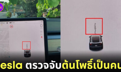 Tesla ตรวจจับต้นโพธิ์เป็นคน