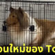 toco หนุ่มญี่ปุ่นแต่งตัวเป็นหมาคอลลี่ซื้อที่นอนใหม่เป็นกรง