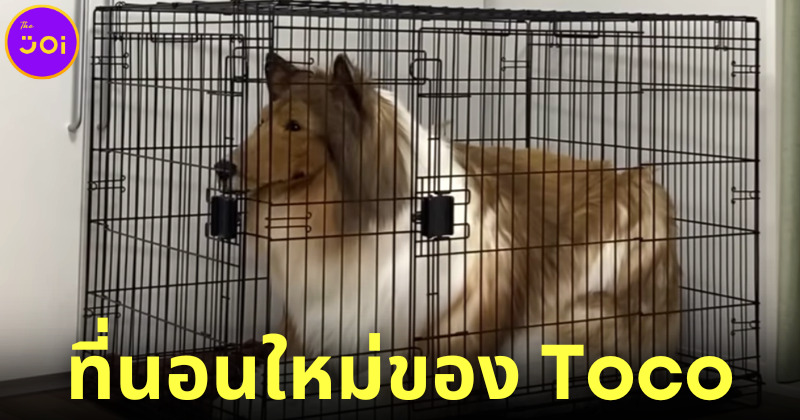 toco หนุ่มญี่ปุ่นแต่งตัวเป็นหมาคอลลี่ซื้อที่นอนใหม่เป็นกรง