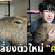 "คิวเทโอปป้า (Kyutae Oppa)" เผยสัตว์เลี้ยงตัวใหม่ “คาปิบาร่า” ชื่อ "ประยุทธ์"