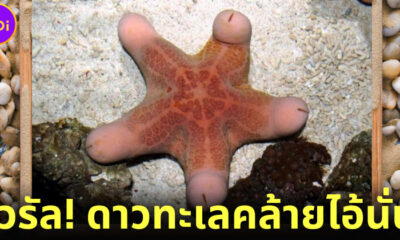 ชาวเน็ตแห่แชร์ภาพ “ดาวทะเลคล้ายไอนั่นของผู้ชาย” ในออสเตรเลีย เหมือนจนกลายเป็นไวรัล