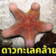 ชาวเน็ตแห่แชร์ภาพ “ดาวทะเลคล้ายไอนั่นของผู้ชาย” ในออสเตรเลีย เหมือนจนกลายเป็นไวรัล