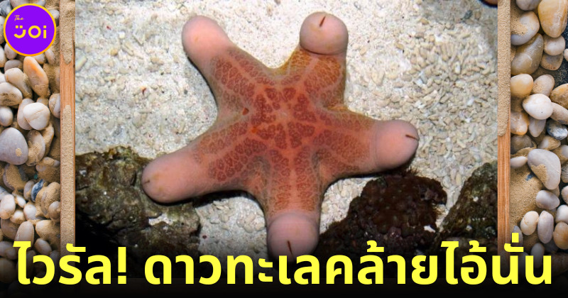 ชาวเน็ตแห่แชร์ภาพ “ดาวทะเลคล้ายไอนั่นของผู้ชาย” ในออสเตรเลีย เหมือนจนกลายเป็นไวรัล