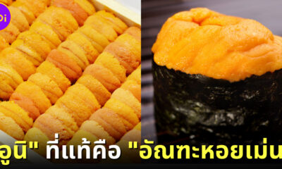 "อูนิ" หรือ "ไข่หอยเม่น" ที่หลายคนชอบ แท้จริงแล้วคือ "อัณฑะหอยเม่น"