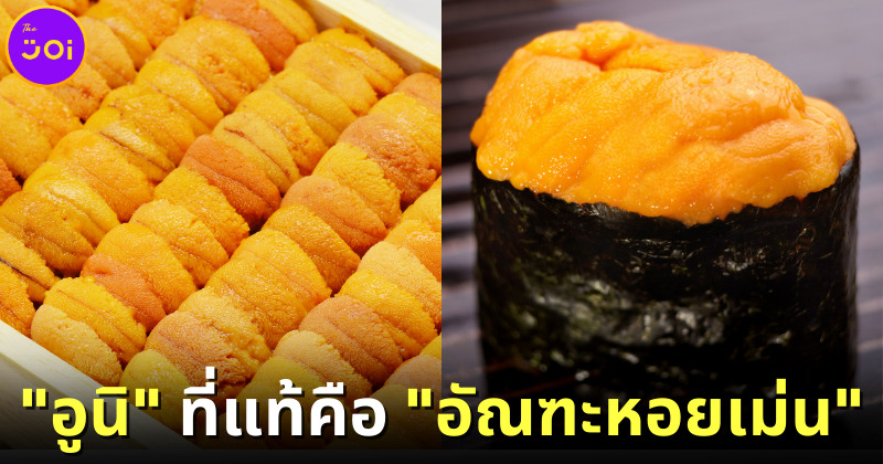 "อูนิ" หรือ "ไข่หอยเม่น" ที่หลายคนชอบ แท้จริงแล้วคือ "อัณฑะหอยเม่น"