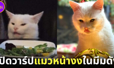 เปิดวาร์ป Smudge เจ้าแมวเหมียวหน้างงในมีมดัง