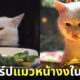 เปิดวาร์ป Smudge เจ้าแมวเหมียวหน้างงในมีมดัง