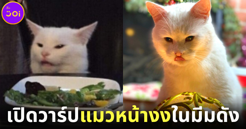 เปิดวาร์ป Smudge เจ้าแมวเหมียวหน้างงในมีมดัง