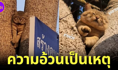 น้องแมวร้องขอความช่วยเหลือหลังติดอยู่บนต้นไม้ เพราะ "ความอ้วน"