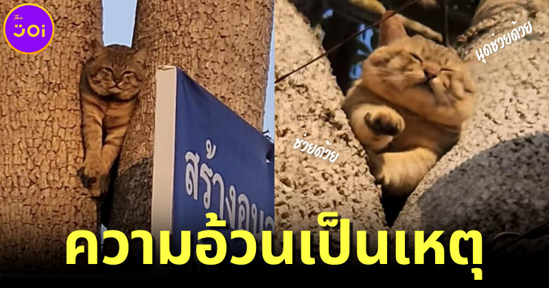 น้องแมวร้องขอความช่วยเหลือหลังติดอยู่บนต้นไม้ เพราะ "ความอ้วน"