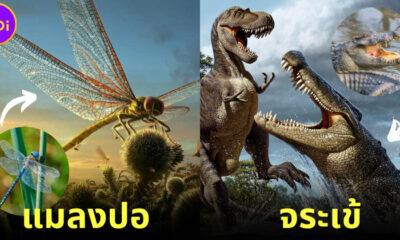 7 สัตว์ที่มีขนาดใหญ่ในอดีต แต่ปัจจุบันตัวเล็ก