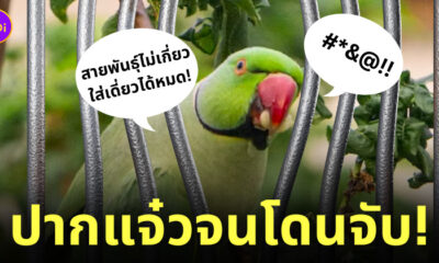 นกแก้วโดนตำรวจจับ ด่าหญิงชรา