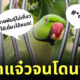 นกแก้วโดนตำรวจจับ ด่าหญิงชรา