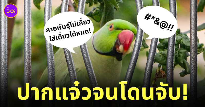 นกแก้วโดนตำรวจจับ ด่าหญิงชรา