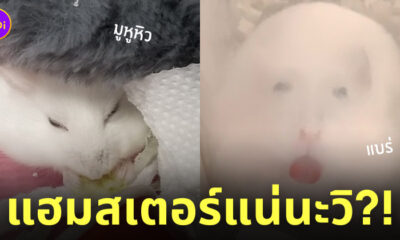 หนูแฮมสเตอร์ชอบทำหน้าตาน่าเกลียด