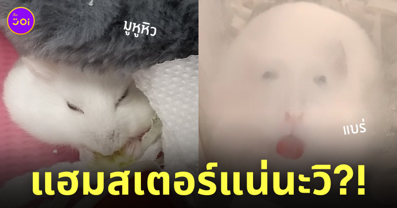 หนูแฮมสเตอร์ชอบทำหน้าตาน่าเกลียด
