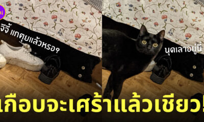 นึกว่ากระดุมเป็นแมวดำ
