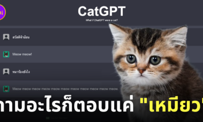 เว็บไซต์ catgpt คุยกับแมว เหมียว