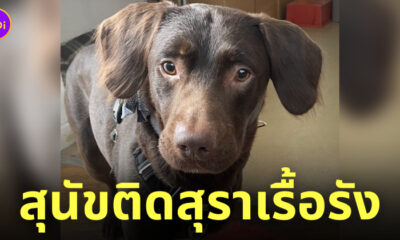 สุนัข หมาติดเหล้า ติดสุรา