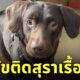 สุนัข หมาติดเหล้า ติดสุรา