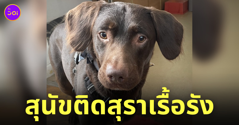 สุนัข หมาติดเหล้า ติดสุรา