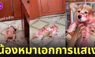 หมาตัวเปื้อนเลือด แยม