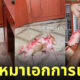 หมาตัวเปื้อนเลือด แยม