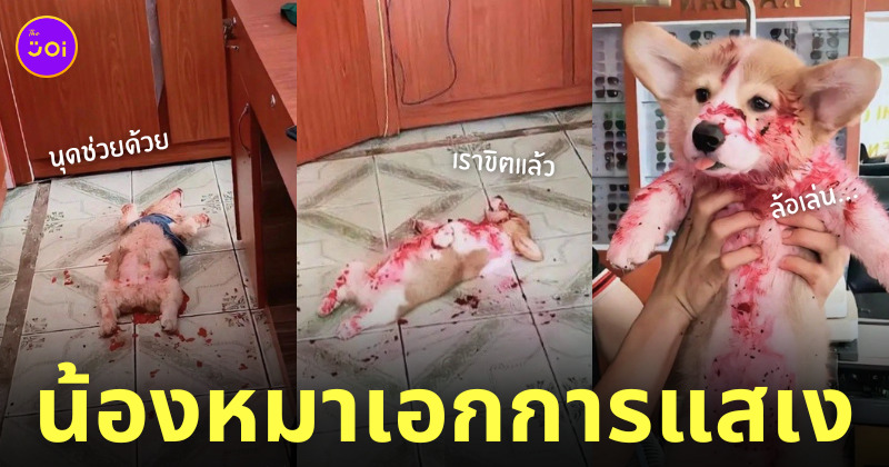 หมาตัวเปื้อนเลือด แยม