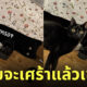 นึกว่ากระดุมเป็นแมวดำ