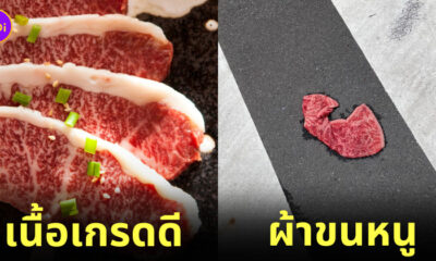 เนื้อวัววากิวเกรดดี ผ้าขนหนู ญี่ปุ่น