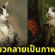 ผลงานภาพวาดคลาสสิก รูปน้องแมว ตัดต่อ