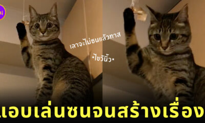 แมวสลิด แมวญี่ปุ่น เล็บติดเชือก