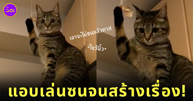 แมวสลิด แมวญี่ปุ่น เล็บติดเชือก